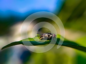 TheÃÂ houseflyÃÂ & x28;Musca domeia& x29; is a fly of the suborder Cyclorrhapha. in indian village garden image photo
